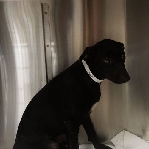 Photo of Darla, adoptable Unknown breed in Rancho Santa Fe, California
