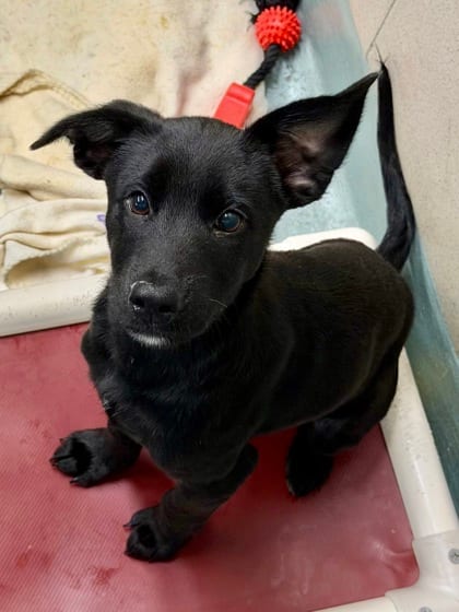 Photo of Larry, adoptable Mixed Breed in New Orleans, Louisiana