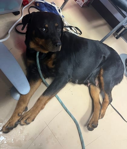 Photo of Floret, adoptable dog in Chamblee, Georgia