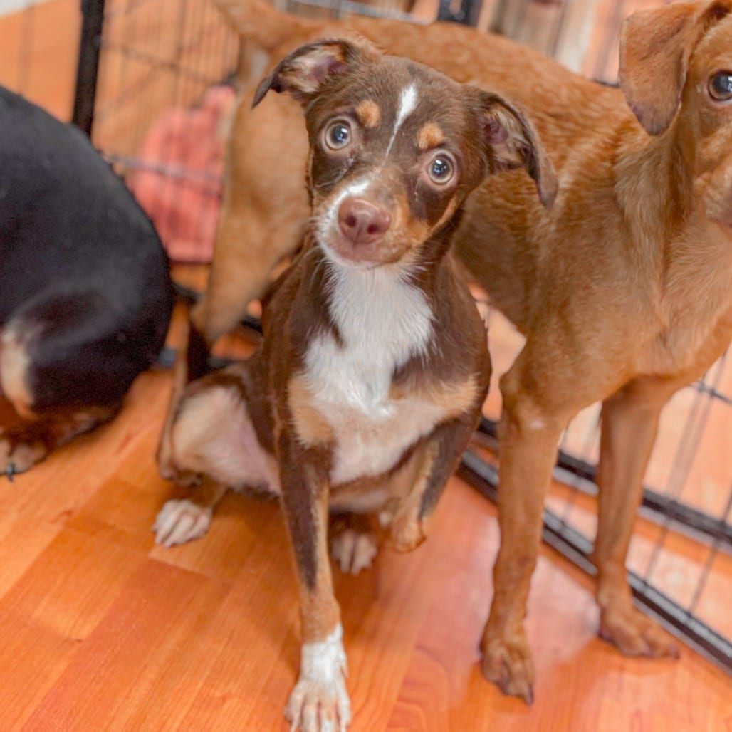 Photo of Lizzie, adoptable Mixed Breed (Small) in Ohio, Ohio