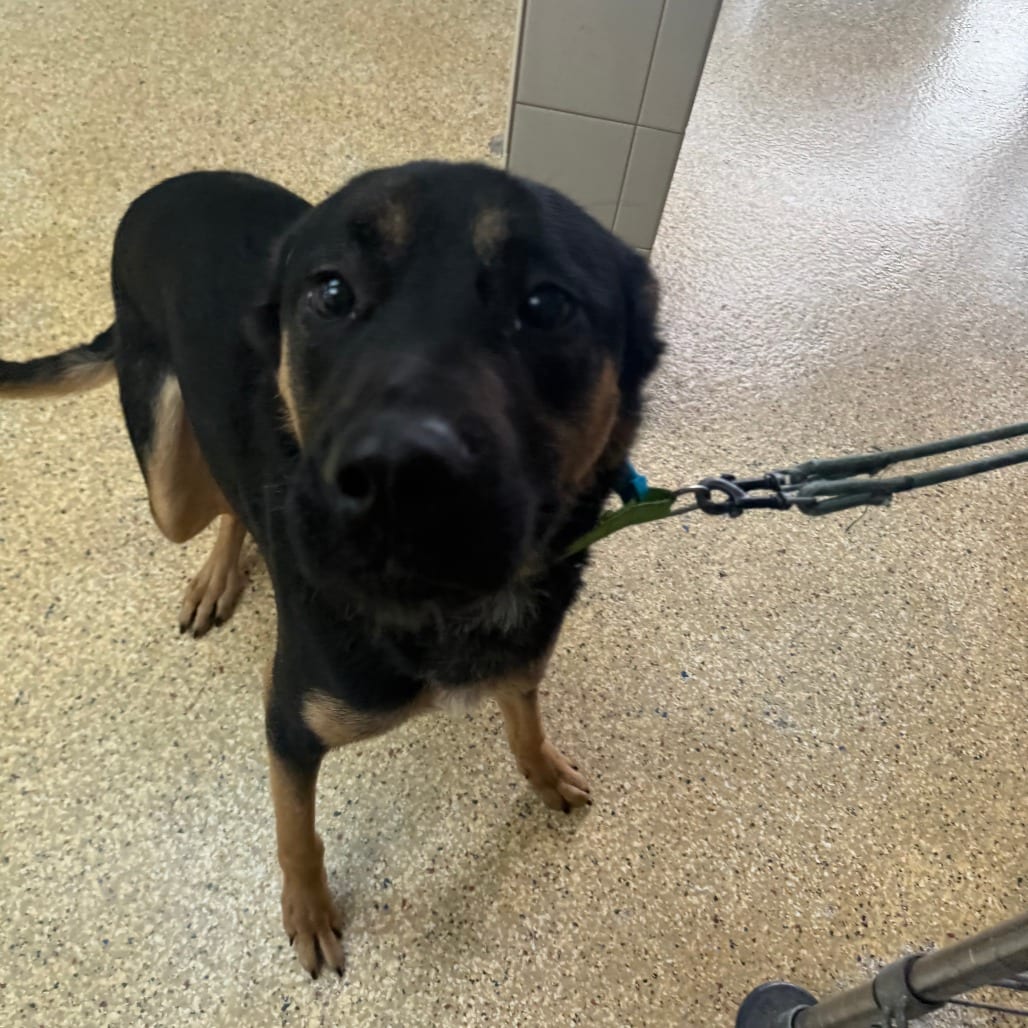 Photo of Bruce, adoptable Rottweiler / Mix in Houston, Texas