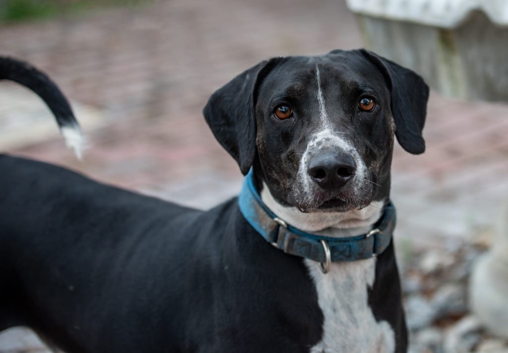 Photo of Good-Boy, adoptable Mixed Breed in Ocala, Florida