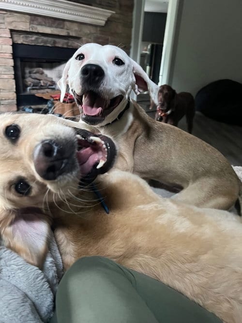 Photo of Rory Poppy, adoptable Labrador Retriever in Germantown, Ohio