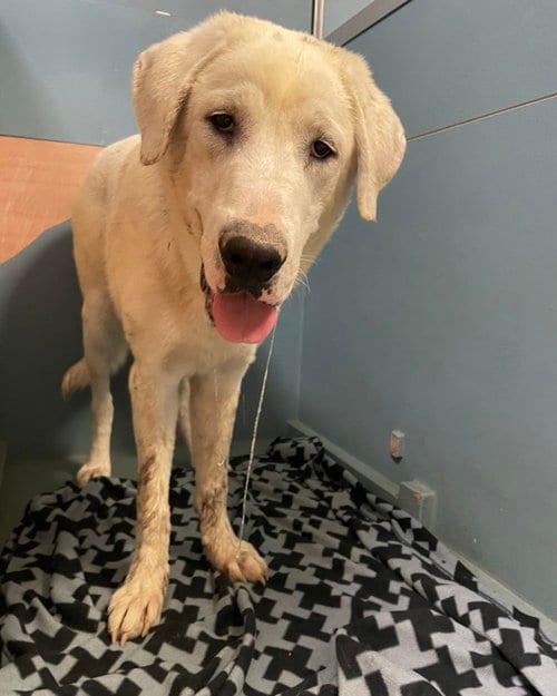 Photo of Turner, adoptable Akbash in Whitewright, Texas