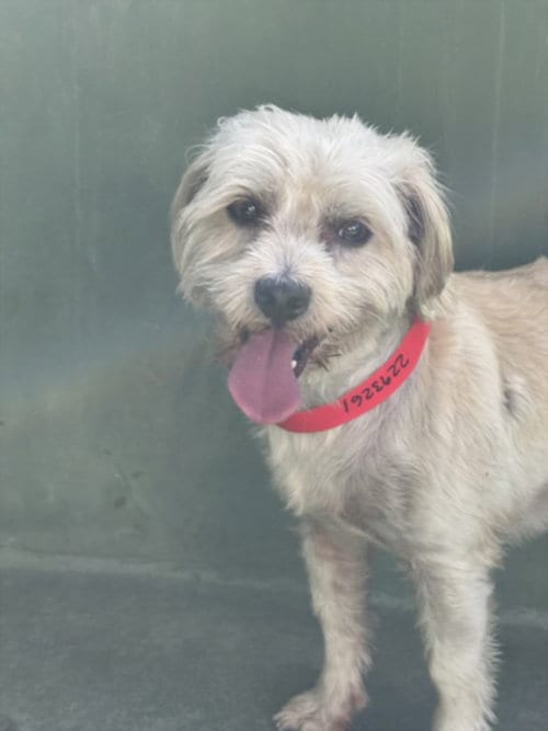 Photo of Canelo, adoptable Maltese in Van Nuys, California
