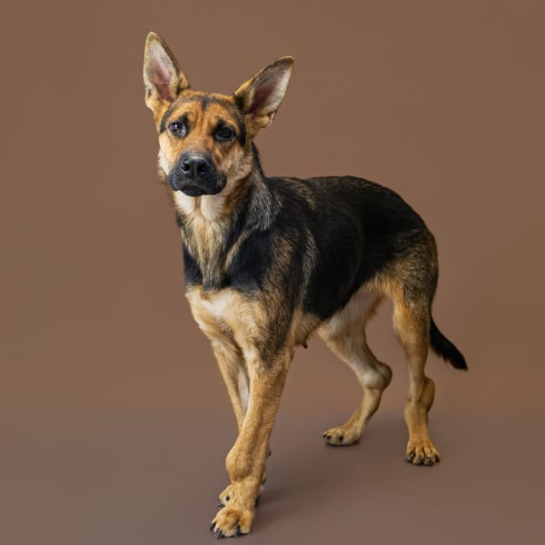 Photo of Lila, adoptable German Shepherd cross in Lawrenceville, Georgia