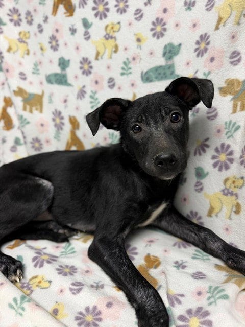 Photo of Jolene, adoptable American Pit Bull Terrier in Conroe, Texas
