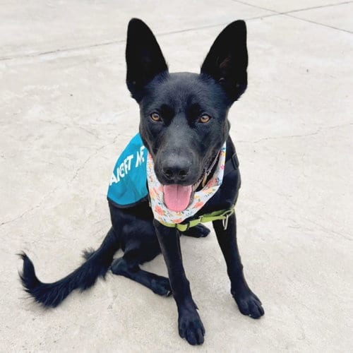 Photo of Landon, adoptable German Shepherd Dog in Oakland, California
