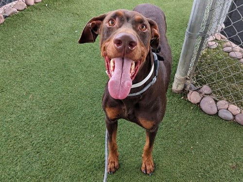 Photo of Chico, adoptable Doberman Pinscher in Phoenix, Arizona