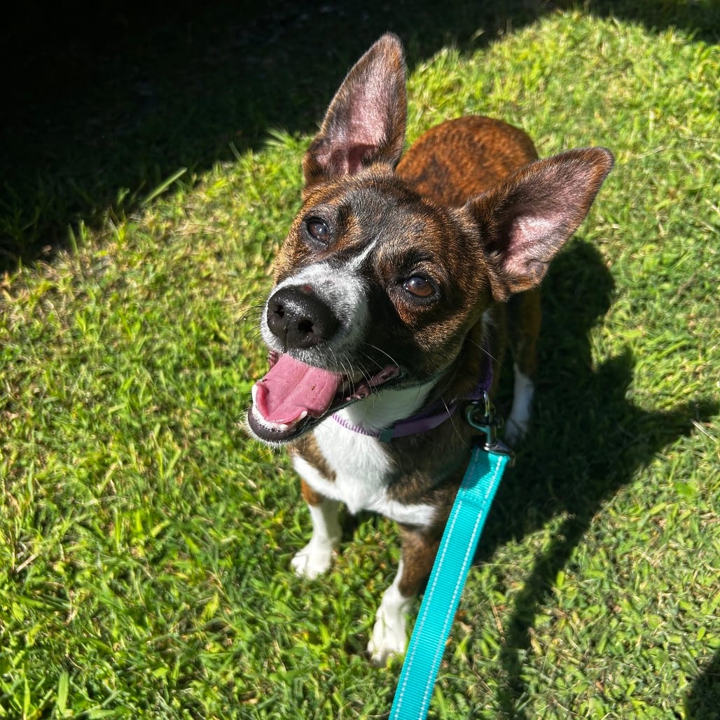 Photo of Jasper, adoptable Feist
