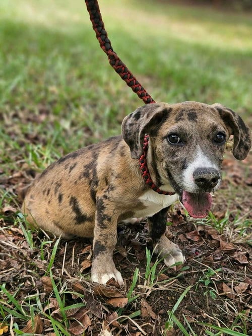 Photo of Clarabelle, adoptable Dachshund in Wakefield, Rhode Island