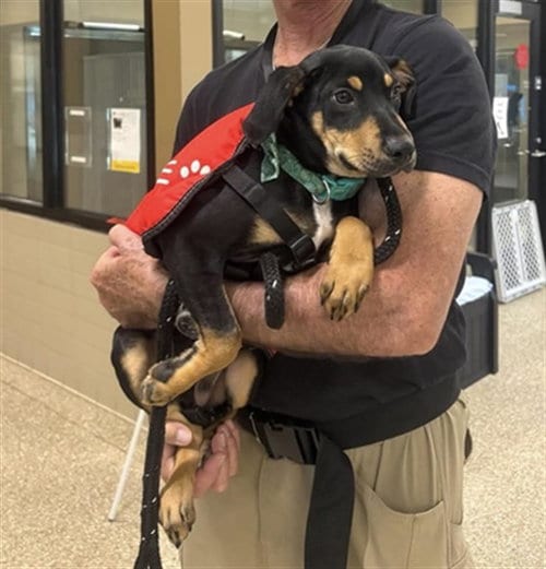 Photo of Cody, adoptable Black and Tan Coonhound in Clyde, North Carolina