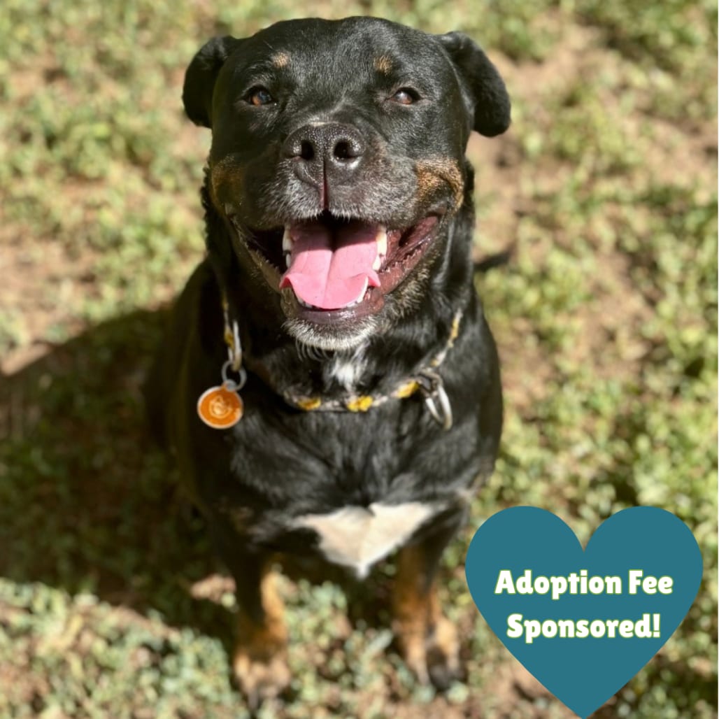 Photo of Pixie, adoptable Retriever, Black Labrador / Rottweiler in Glenwood Springs, Colorado
