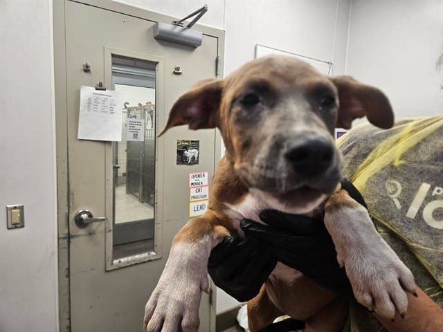 Photo of Senior Dog, adoptable dog
