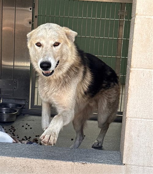 Photo of Moti, adoptable German Shepherd Dog in Orange, California