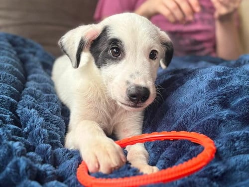 Photo of Nimbus, adoptable Australian Cattle Dog/Blue Heeler in Berlin, New Jersey
