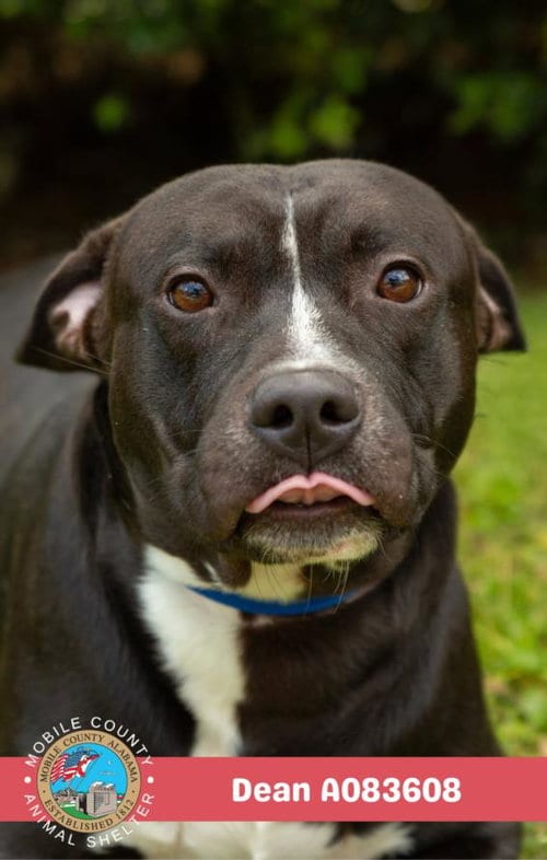Photo of Dean, adoptable Staffordshire Bull Terrier in Mobile, Alabama