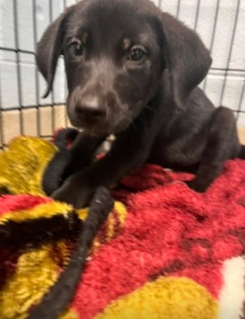 Photo of Flo, adoptable Labrador Retriever in garner, North Carolina