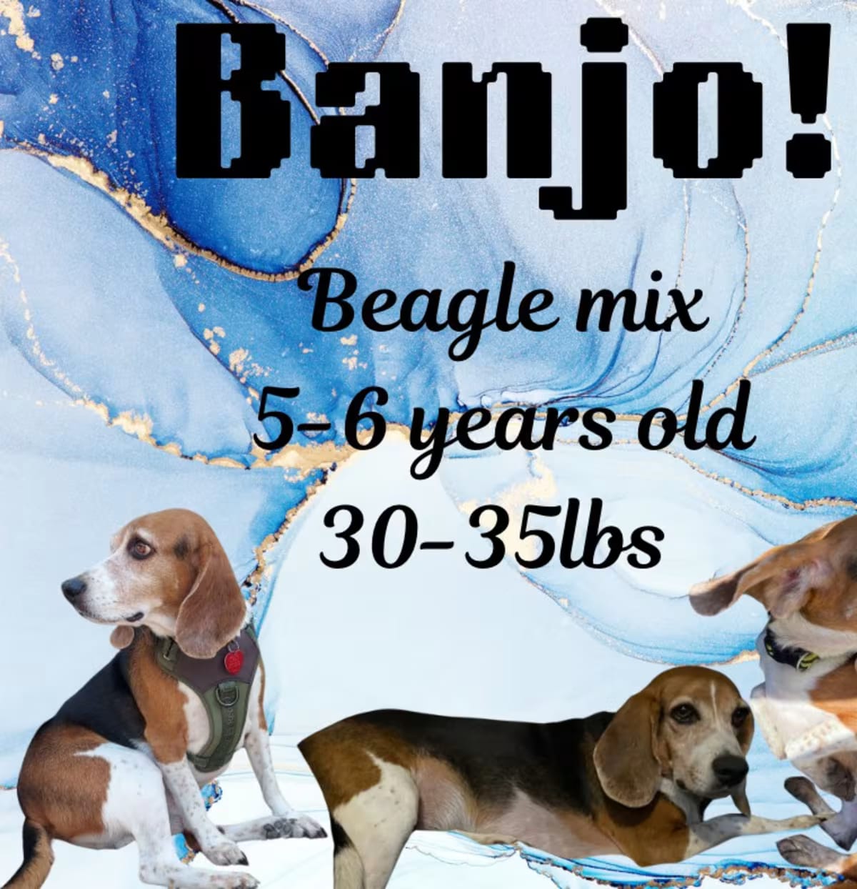 Photo of Banjo, adoptable Beagle in Lake city, Florida