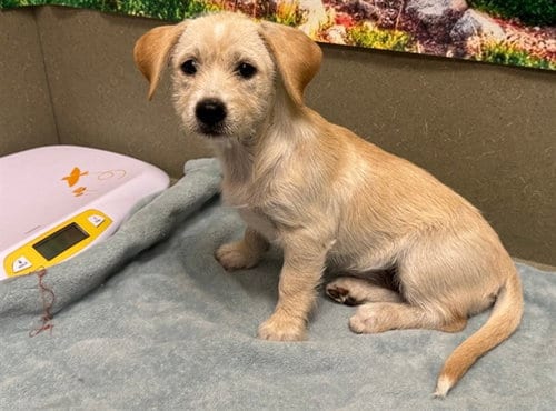 Photo of A553851, adoptable Terrier in Moreno Valley, California