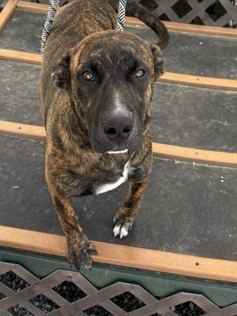 Photo of Rogue, adoptable Labrador Retriever in Palmetto, Florida