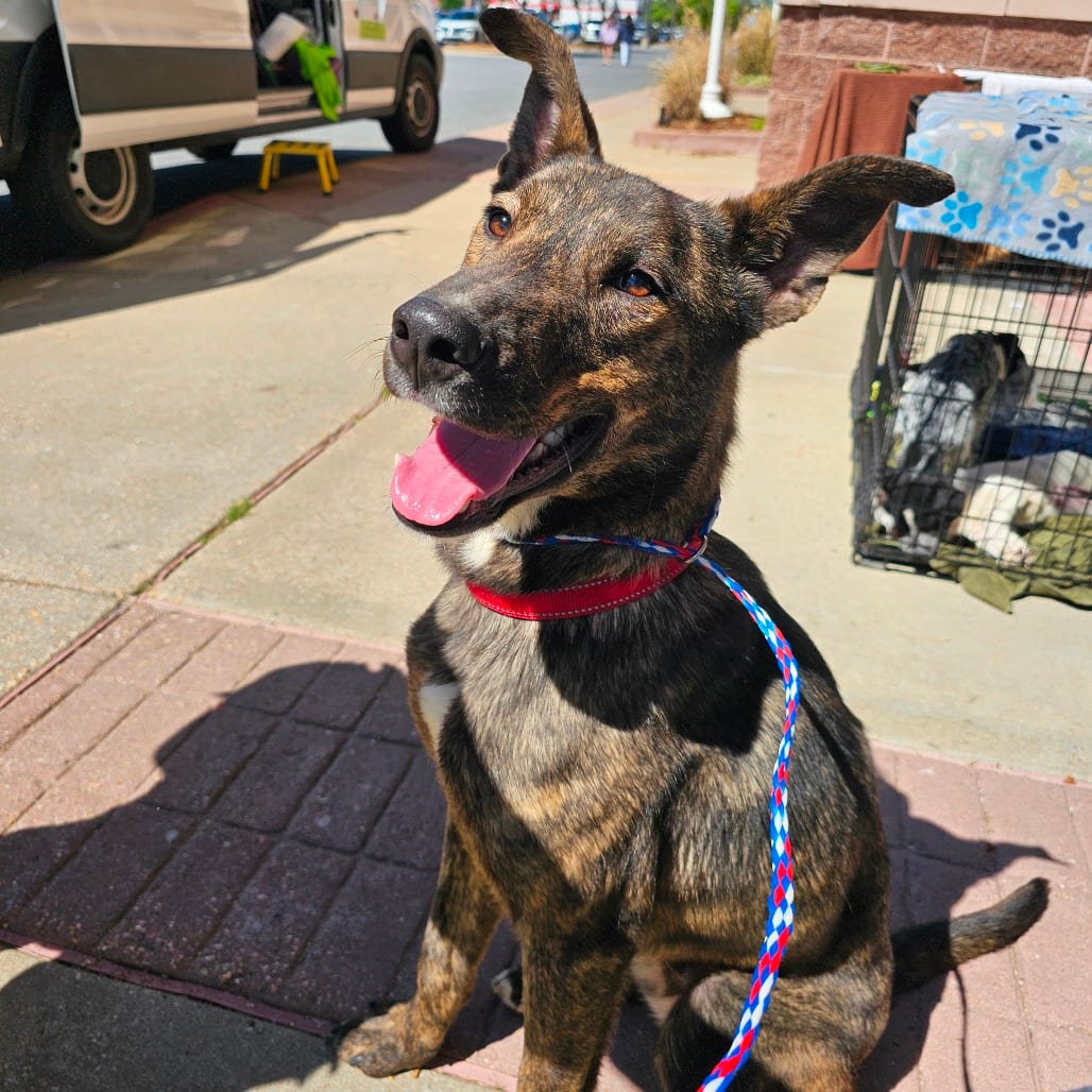 Photo of Dale, adoptable Retriever, Black Labrador / Shepherd in Mount Vernon, Arkansas