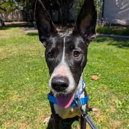 Photo of Daphne, adoptable Australian Cattle Dog/Blue Heeler in Alameda, California