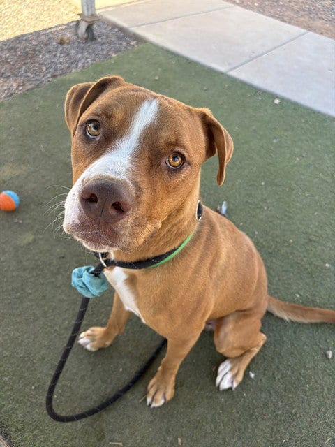 Photo of Pepperoni, adoptable American Pit Bull Terrier in Phoenix, Arizona