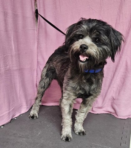 Photo of Teddy, adoptable Shih Tzu/Mix in Freeport, Illinois