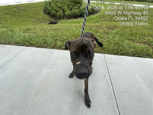 Photo of Vickie, adoptable American Pit Bull Terrier in Ocala, Florida