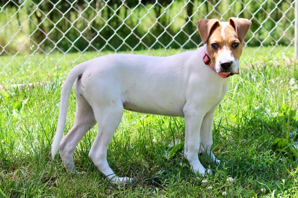Photo of Libby, adoptable Mixed Breed in Brazil, Indiana