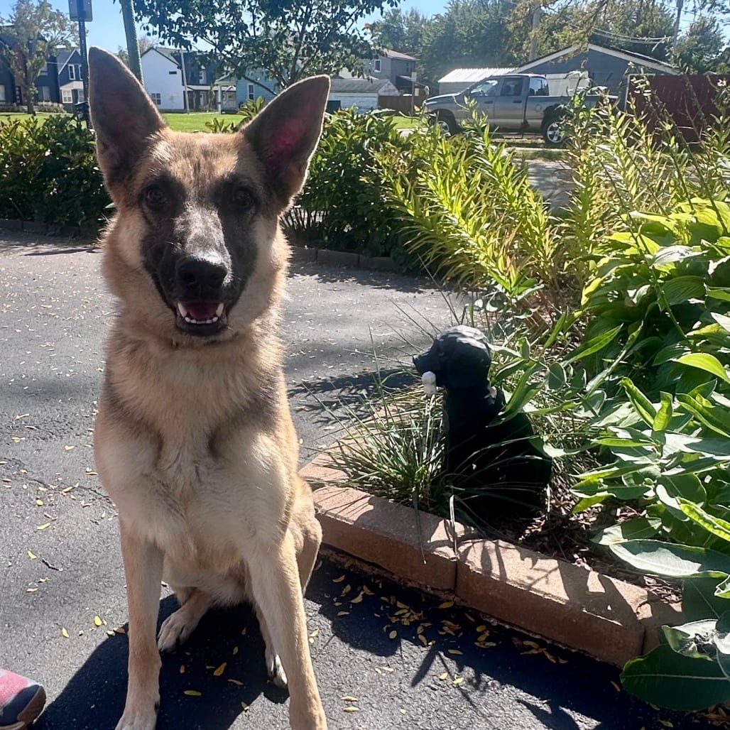 Photo of Flip Chip, adoptable Shepherd, German in Iowa and surrounding states, Iowa
