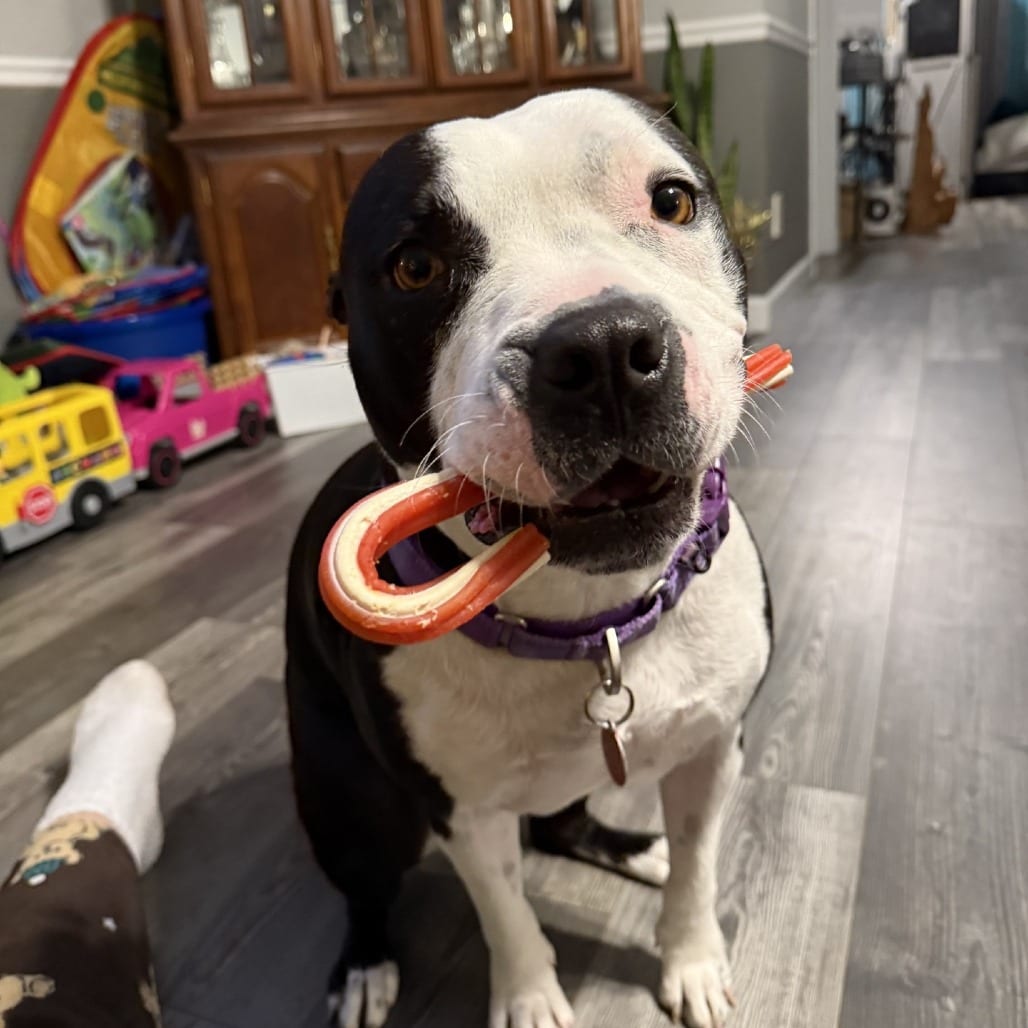 Photo of Gibson, adoptable Mixed Breed (Medium) / None in St. Louis, Missouri