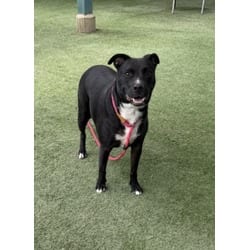 Photo of Davey Jones, adoptable Mixed Breed (Medium) in Chatsworth, California