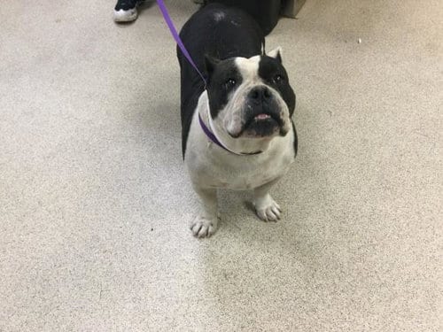 Photo of Clarabelle, adoptable Bulldog in Riverside, California