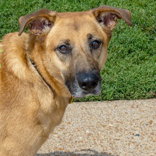 Photo of Dash, adoptable Australian Shepherd in St Louis, Missouri