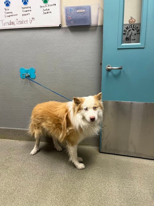 Photo of Max, adoptable Border Collie in Las Vegas, Nevada
