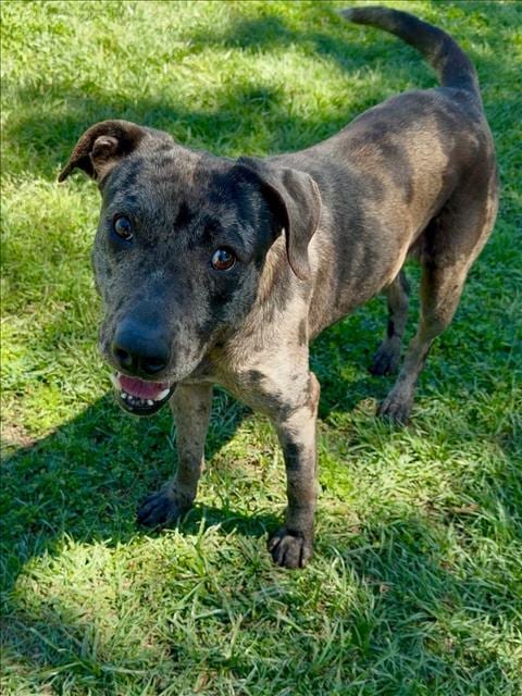 Photo of Olivia, adoptable American Pit Bull Terrier in Conroe, Texas