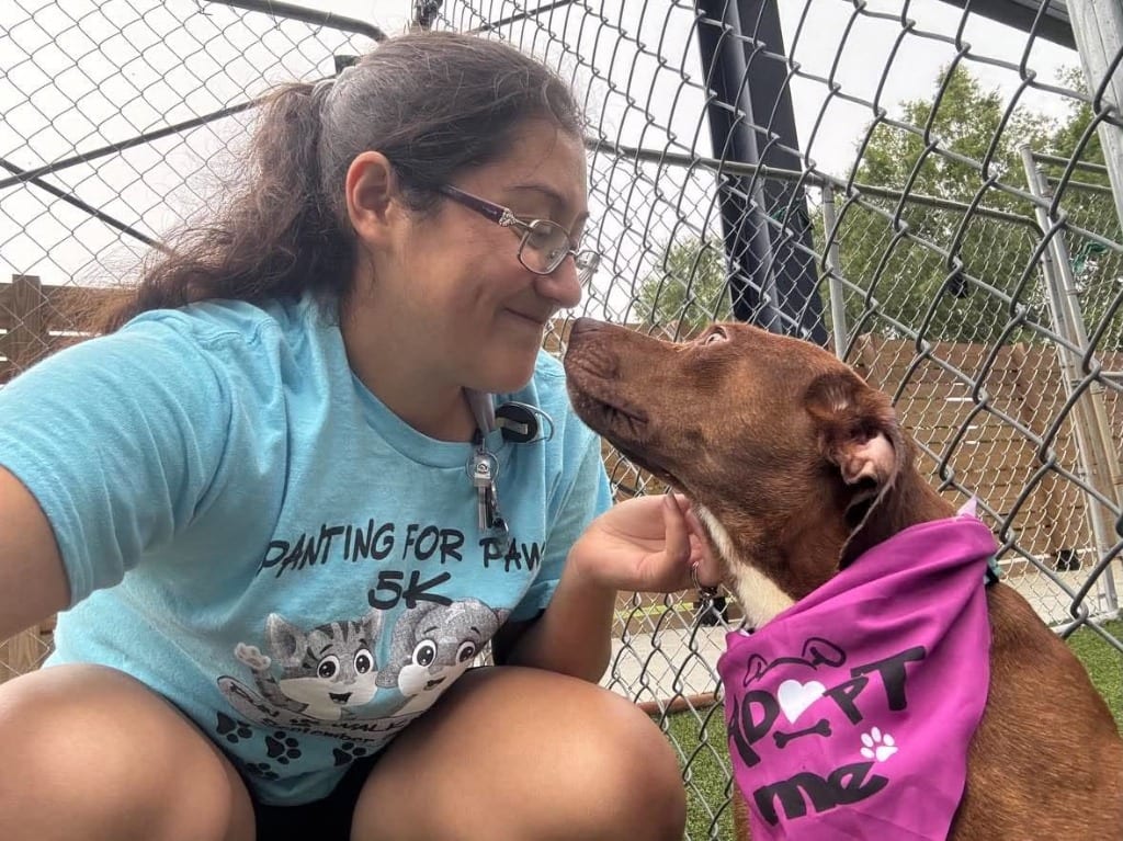 Photo of Brittle, adoptable Labrador Retriever in Hartsville, South Carolina