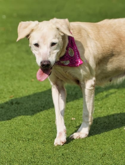 Photo of Helga, adoptable Retriever, Labrador/Mix