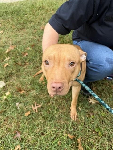 Photo of Eunice, adoptable American Pit Bull Terrier in Derwood, Maryland