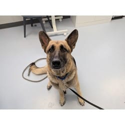 Photo of Savannah, adoptable Mixed Breed (Medium) in Maumee, Ohio