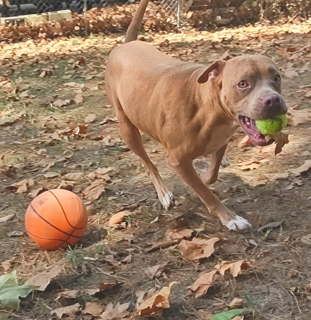 Photo of Chance, adoptable Boxer in Mena, Arkansas