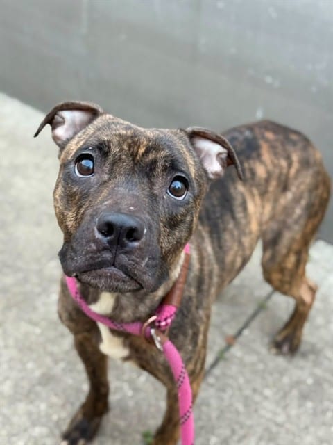 Photo of Muffet, adoptable American Pit Bull Terrier in Chicago, Illinois