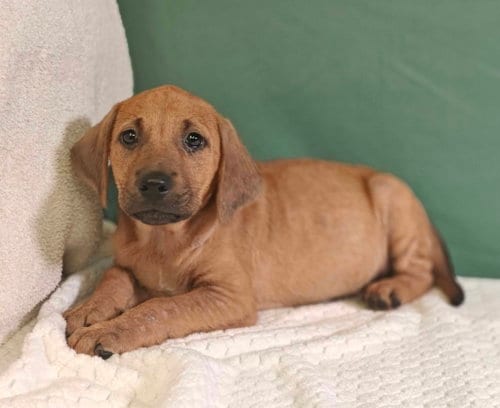 Photo of Pretzel, adoptable Hound in Royal Palm Beach, Florida