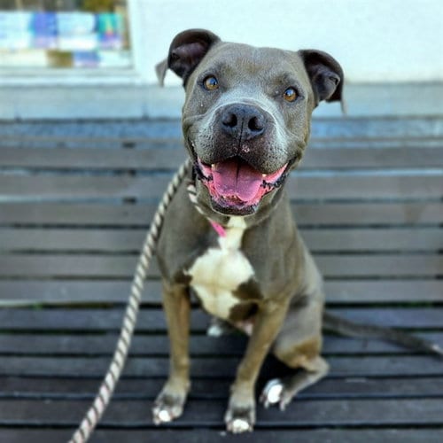 Photo of Polly, adoptable Pit Bull Terrier in Long Beach, California