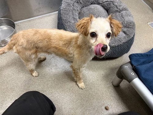 Photo of Rosalina, adoptable Chihuahua in Denver, Colorado