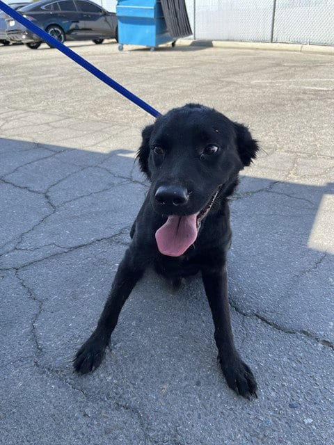 Photo of Twix, adoptable Labrador Retriever in Bakersfield, California