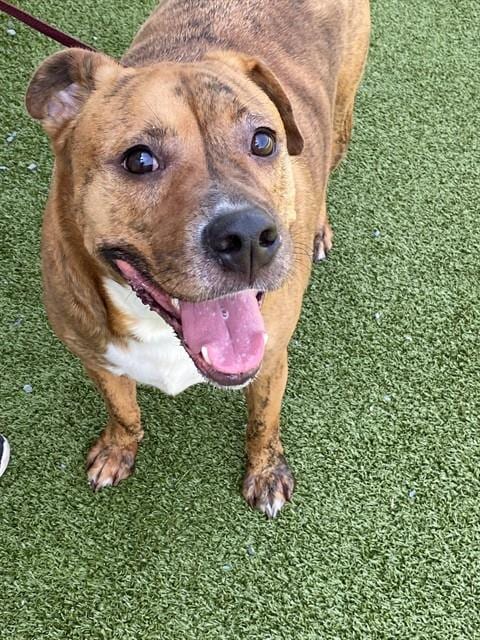 Photo of Tiger, adoptable Pit Bull Terrier in Fayetteville, North Carolina