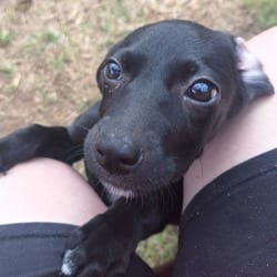 Photo of Ava, adoptable Labrador Retriever Hound (Unknown Type) in Frederick, Maryland
